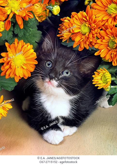 Black and white Kitten with flowers a studio portrait