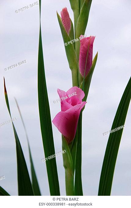 Edelgladiole rosa Gladiolus
