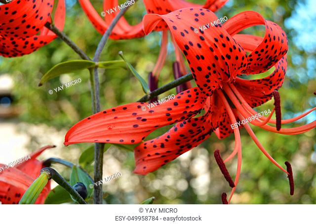 Fancy effect beautiful bright red flowers on nature background, cross-processed tiger Lily flower