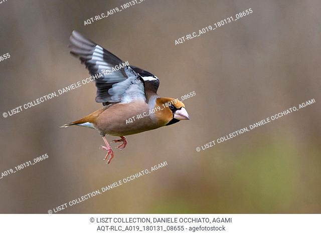 Hawfinch in flight, Hawfinch, Coccothraustes coccothraustes