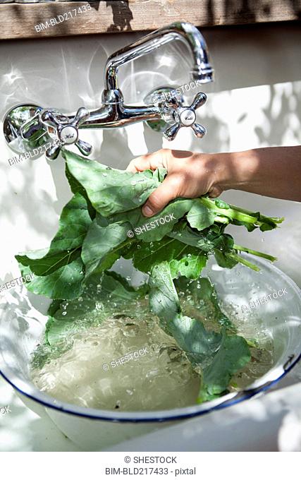 Hand washing fresh greens in outdoor sink