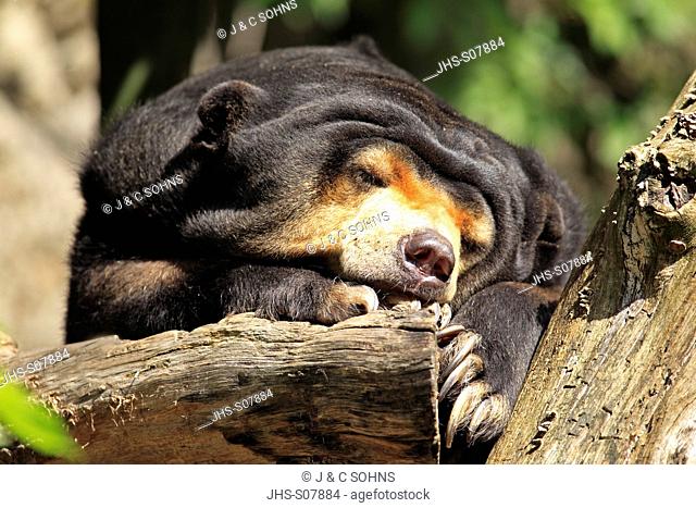 Malayan Sun Bear, Helarctos malayanus, Asia, resting
