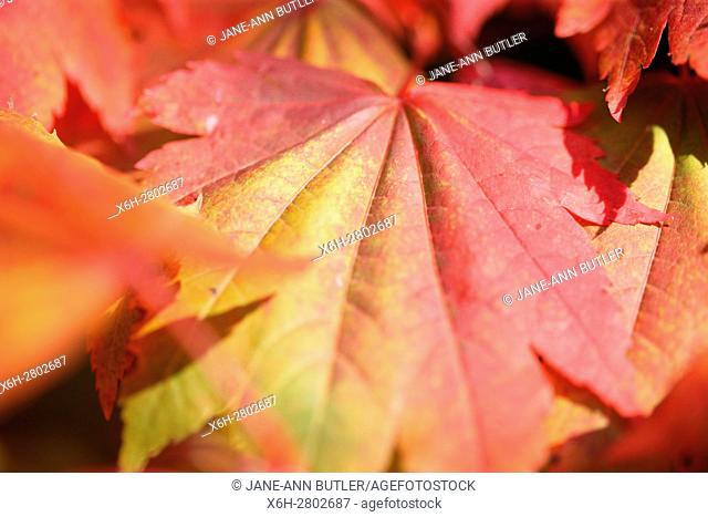 Acer Japonicum Full Moon Maple close up, leaves changing colour in Autumn