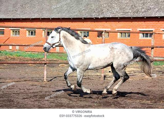 Gray horse galloping in the paddock near the stable