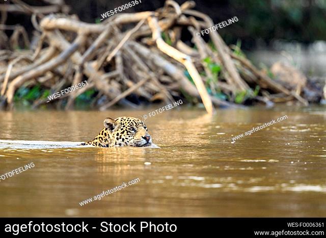 South America, Brasilia, Mato Grosso do Sul, Pantanal, Cuiaba River, Jaguar, Panthera onca, swimming