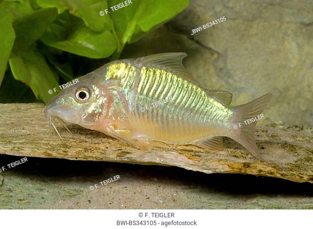 Short bodied catfish (Brochis splendens), swimming