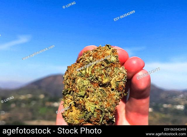 Pressed dried cannabis. A clump of dried marijuana in hand in the sunlight in the open air