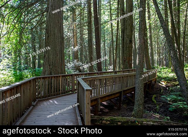 Trail of the Cedars is a handicap accessible journey into an old growth cedar forest. Glacier National Park in Northwest Montana draws visitors from around the...