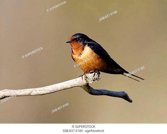 Side profile of a male Barn Swallow perching on a branch Hirundo rustica