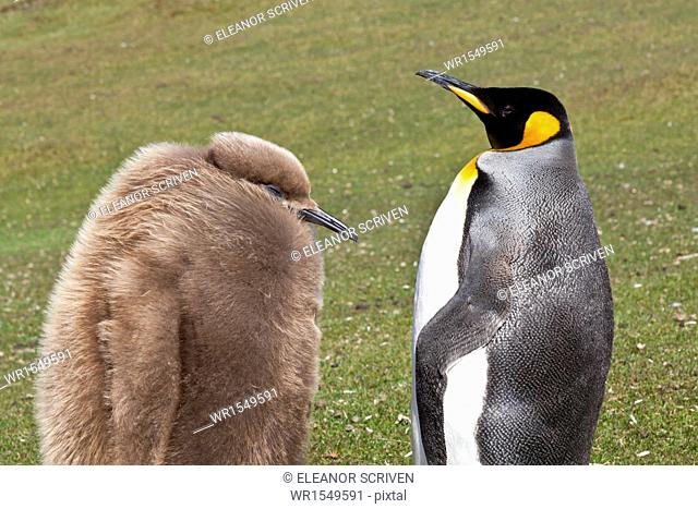King penguin (Aptenodytes patagonicus) with chick, inland, the Neck, Saunders Island, Falkland Islands, South America