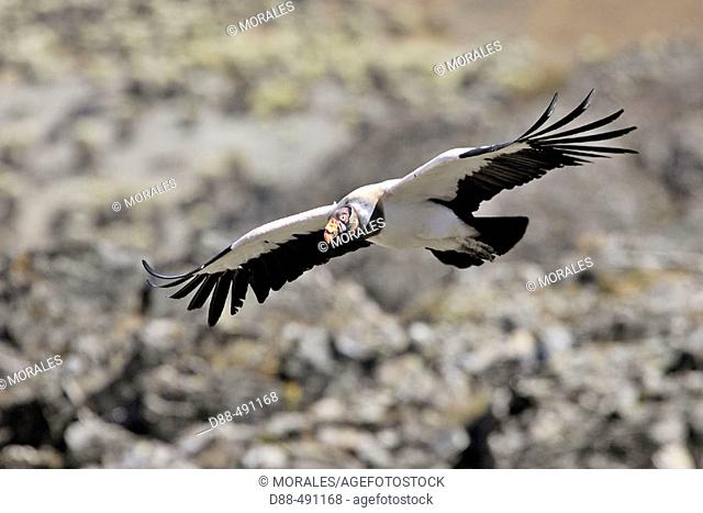 King Vulture (Sarcoramphus papa). Venezuela