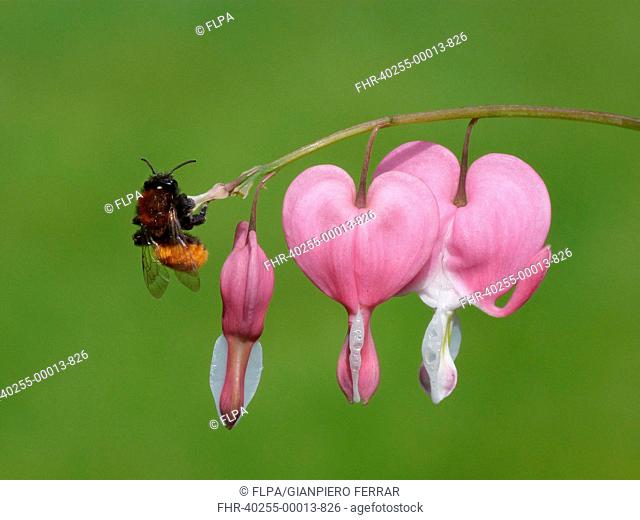 Tawny Mining Bee Andrena fulva adult, resting on Bleeding Heart Dicentra spectabilis stem with flowers in garden, Leicestershire, England, april