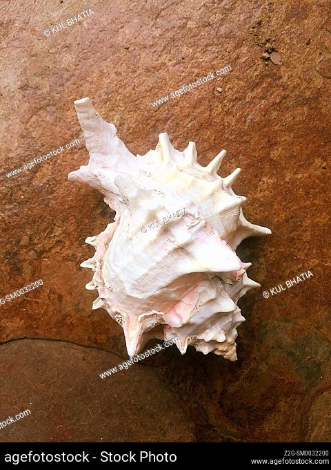 Natural Pink Spiky Murex Conch Shell on a stone slab. Unadorned, as nature made it. Bounty from the sea