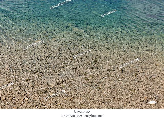 Chubs ( Squalius cephalus ) in the shallow water of lake Bohinj, Slovenia