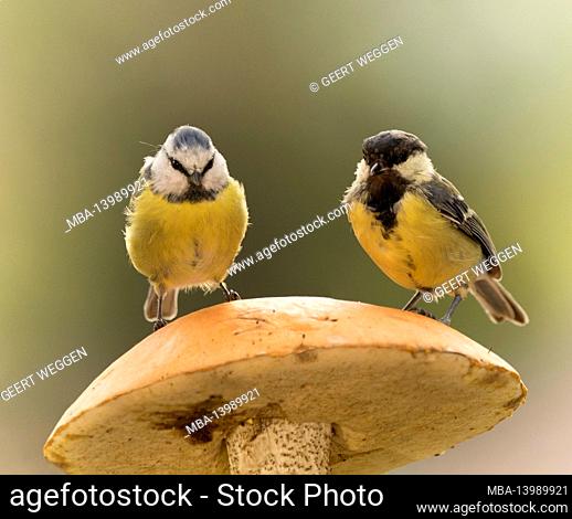 blue tit and great tit are standing on a mushroom