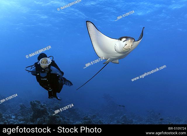 Diver observes Spotted eagle ray (Aetobatus narinari) in the backlight of the sun, just below the sea surface, Red Sea, Egypt, Africa