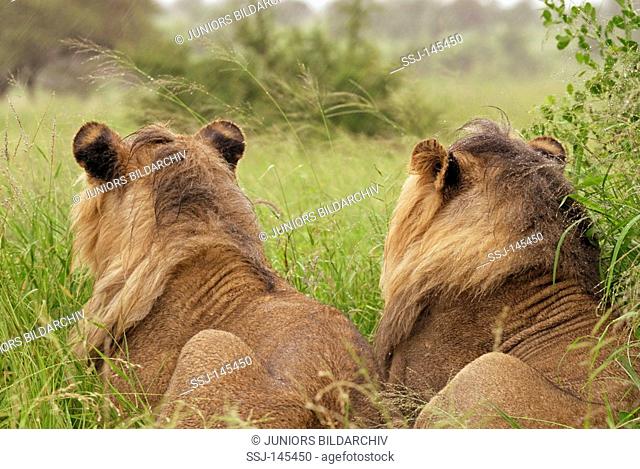 two lions - lying on meadow / Ceratotherium simum