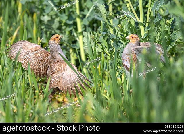 France, Department of Oise (60), Senlis region, arable land, gray partridge (Perdix perdix), fighting between two males at the time of reproduction