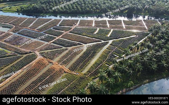 Drone view pineapple farm grow beside oil palm