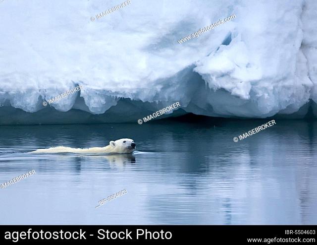 Polar Bear (Ursus maritimus) adult, swimming beside ice, Austfonna, Nordaustlandet, Svalbard