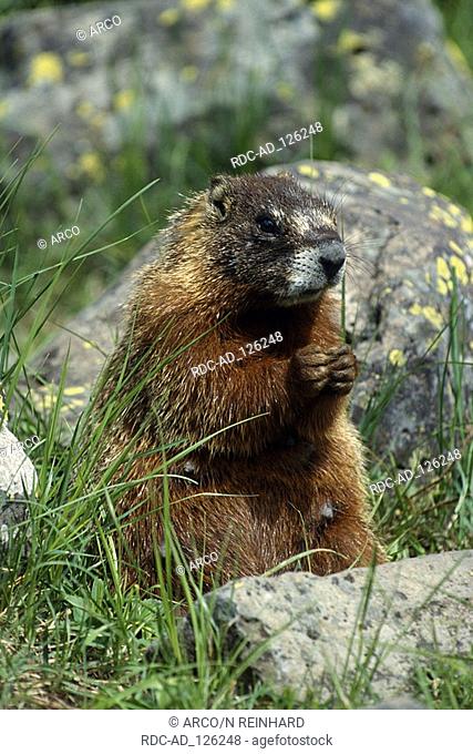 Yellow-bellied Marmot Wyoming USA Marmota flaviventris