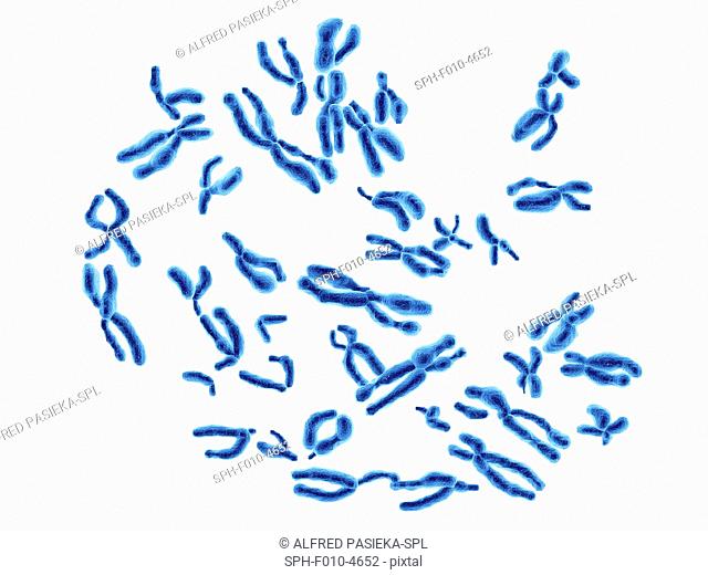 Computer artwork of a number of human chromosomes