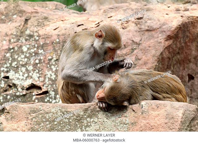 rhesus monkeys are lousing themselves, Macaca mulatta