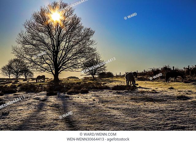Ponies grazing on a frosty cold morning on Roydon Common in Norfolk Featuring: Atmosphere Where: Norfolk, United Kingdom When: 29 Dec 2016 Credit: Ward/WENN