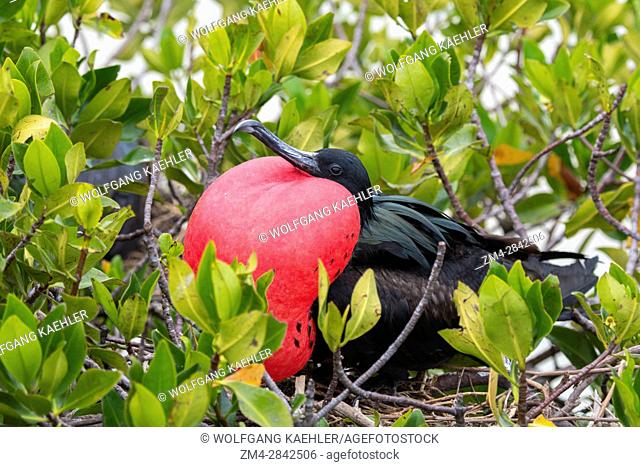 A male frigate bird with inflated throat pouch (breeding season) on Genovesa Island (Tower Island) in the Galapagos Islands, Ecuador