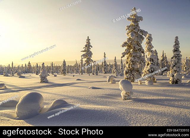 Winter landscape in clear blue sky with snowy trees and warm light, Gällivare county, Swedish Lapland, Sweden