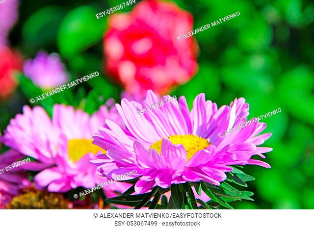 Violet aster blooming in yard in September close up. Autumnal flowers. Bright flowers of asters closeup
