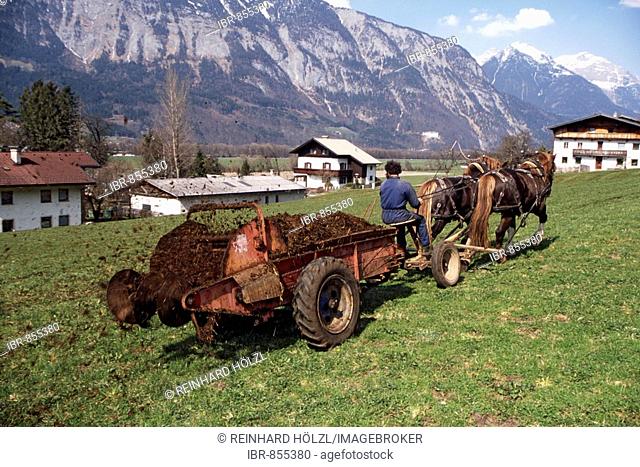 Farmwork with horses, spreading the dung, Kirchmair Hubert, Schwaz, Tyrol, Austria, Europe