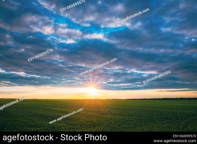 Sunset Sunrise Over Field With Young Wheat Sprouts. Bright Dramatic Sky Above Meadow. Countryside Landscape Under Scenic Colorful Sky At Sunset Dawn Sunrise