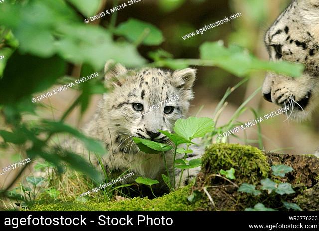 Young and adult snow leopard