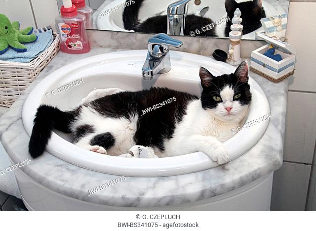 domestic cat, house cat (Felis silvestris f. catus), tomcat looking for cooling in a washbowl