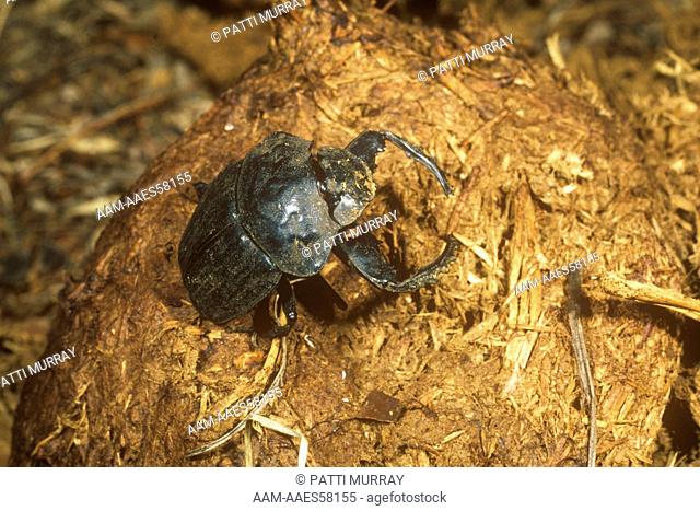 Dung Beetle on Elephant dung Wankie NP, Zimbabwe