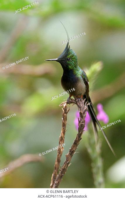 Wire-crested Thorntail Popelairia popelairii perched on a flower in Peru
