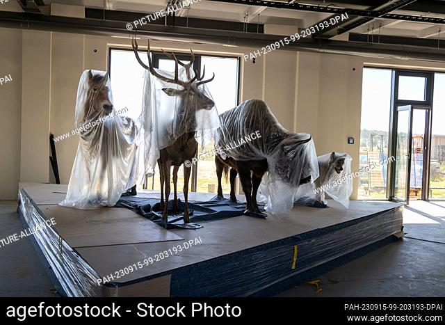 PRODUCTION - 04 September 2023, Brandenburg, Dallgow-Döberitz: Przewalski's horse, red deer, bison and wolf - the exhibits await the opening of the nature...