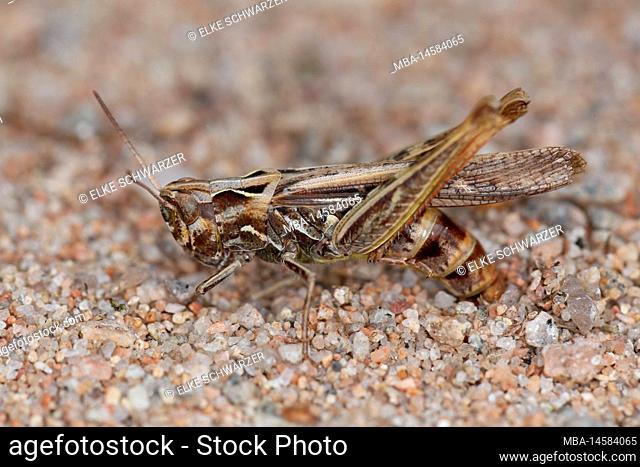 Female bow-winged grasshopper (Chorthippus biguttulus) laying eggs in the ground