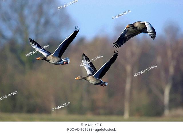 Greylag Geese North Rhine-Westphalia Germany Anser anser
