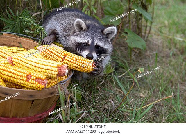 Young Raccoon raiding basket of field corn; Pecatonica, Illinois, USA