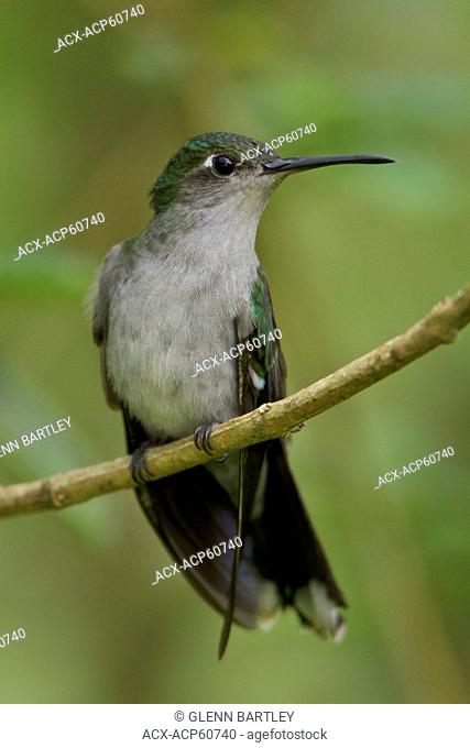 Gray-breasted Sabrewing Campylopterus largipennis perched on a branch in Peru