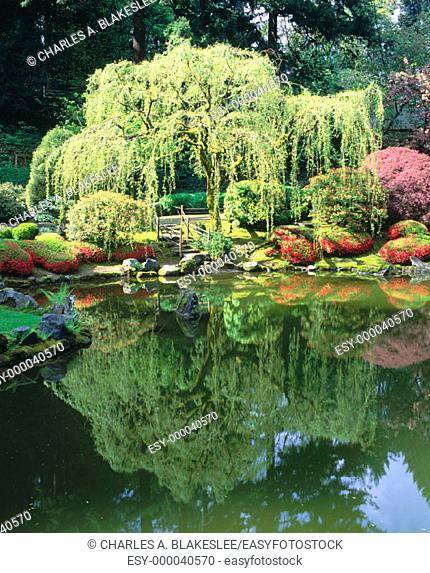 Weeping willow tree (Salix) reflected in upper pond, the Japanese Garden. Washington Park. Portland. Oregon. USA