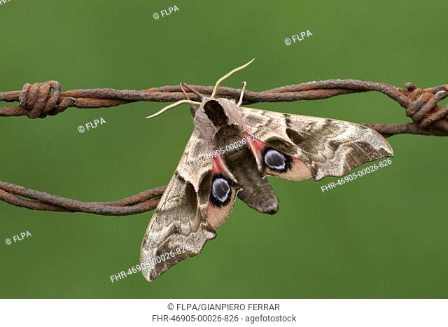 Eyed Hawkmoth Smerinthus ocellata adult male, showing eyespots, resting on rusty barbed wire, Leicestershire, England, june