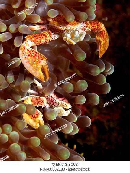 Two Spotted Porcelain Crab (Neopetrolisthes maculatus) above eachother in their hosting anemone, Philippines, Mindoro, Puerto Galera, Sabang beach