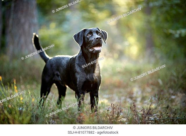 Mixed-breed dog (Labrador Retriever x ?). Black adult standing in a forest. Germany