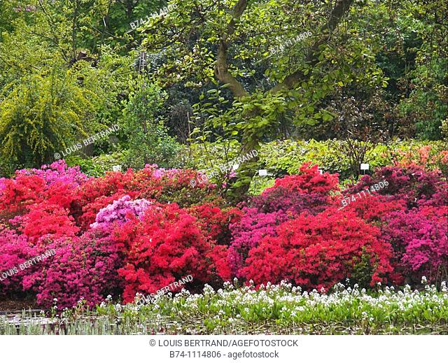 azalea, arboretum, gand, belgium