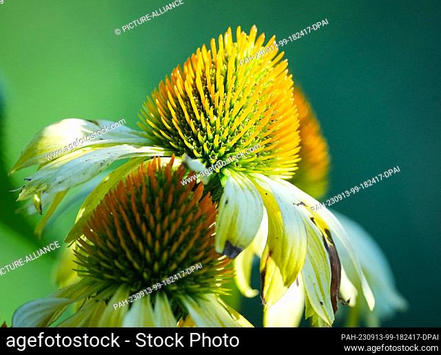 10 September 2023, Brandenburg, Oranienburg: A mock coneflower ""Sunrise"" (Echinacea) growing in a garden. Photo: Soeren Stache/dpa