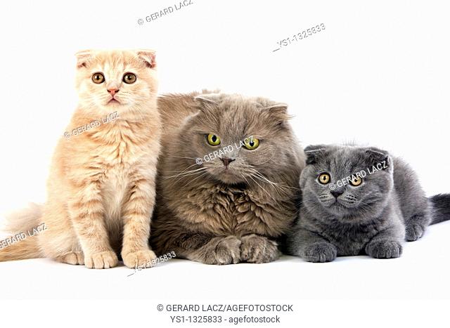 LILAC SELF HIGHLAND FOLD FEMALE WITH BLUE AND CREAM SCOTTISH FOLD KITTENS