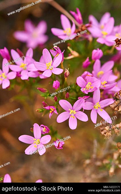 Centaurium erythraea, Centaurium minus, Centaurium umbellatum), blooming, desert, Catalonia, Spain, Europe